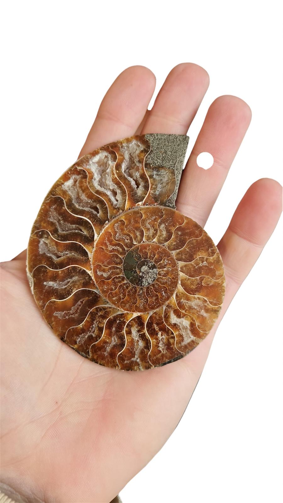 Ammonite Fossile
