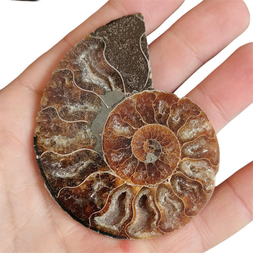 Ammonite Fossile