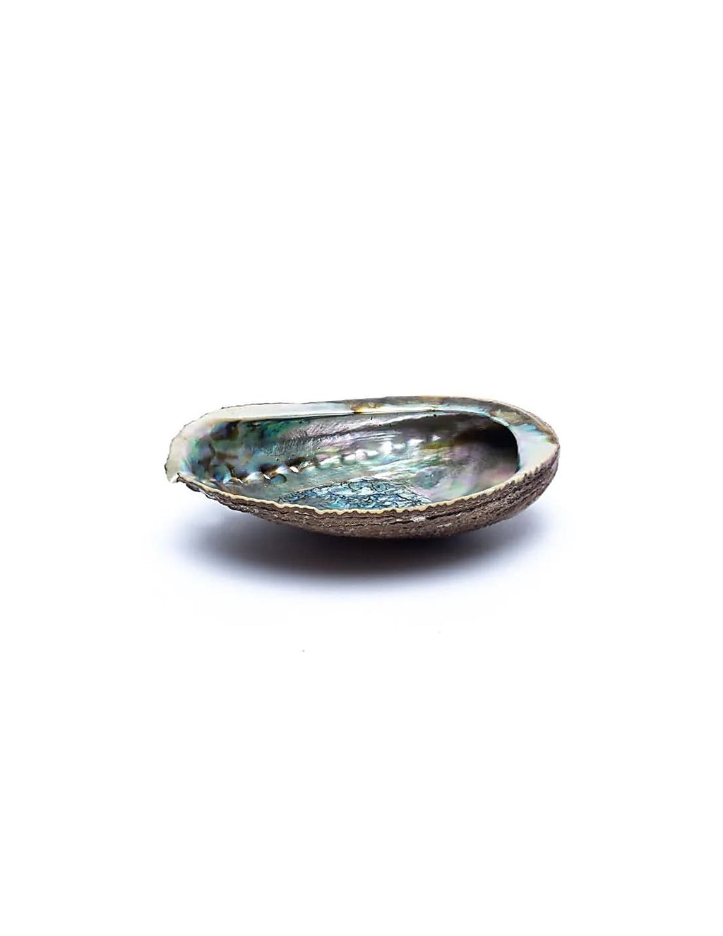Conchiglia Abalone Naturale per Palo Santo e Salvia 12x9cm