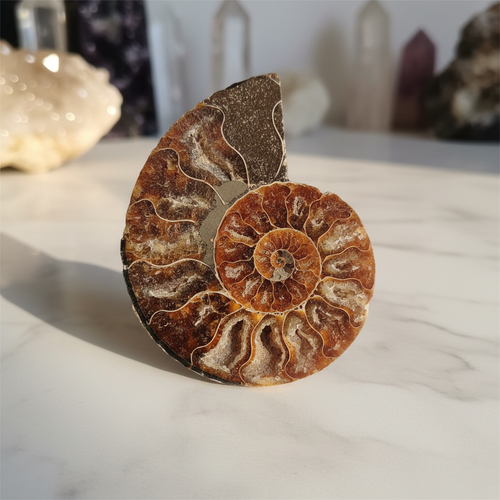 Ammonite Fossile Naturale su marmo bianco